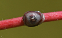 Ceroplastes rusci