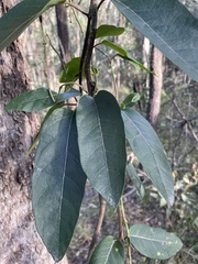Parsonsia brisbanensis