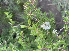 Spiraea trilobata