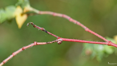 Ceroplastes rusci