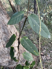 Parsonsia brisbanensis
