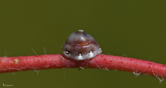 Ceroplastes rusci