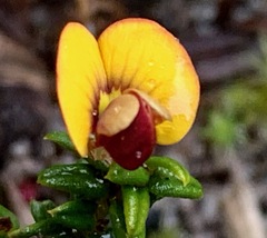 Bossiaea cinerea