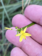 Tricoryne anceps