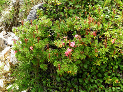 Rhododendron hirsutum
