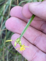 Tricoryne anceps