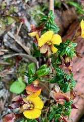 Bossiaea cinerea