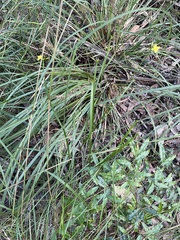 Tricoryne anceps
