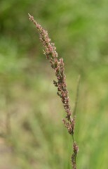 Eragrostis ciliaris