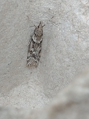 Eudonia angustea