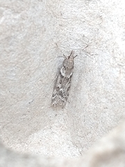 Eudonia angustea