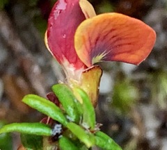Bossiaea cinerea