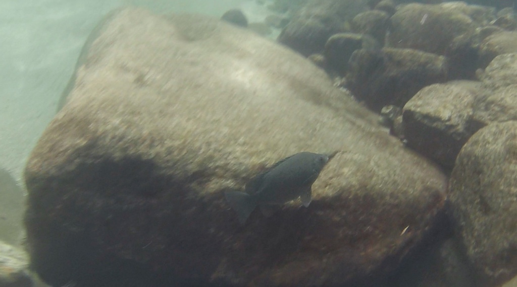 Butler's Grunter