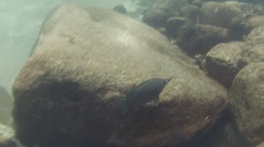 Butler's Grunter photo 1
