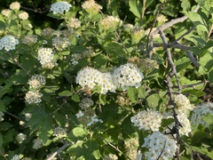 Spiraea ouensanensis