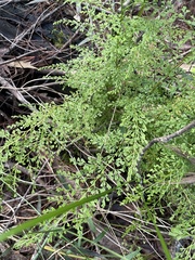 Lindsaea microphylla