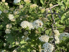 Spiraea ouensanensis