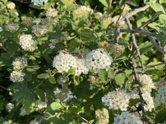 Spiraea ouensanensis