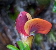 Bossiaea cinerea