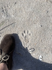 Hystrix africaeaustralis