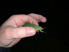 Cystosoma saundersii