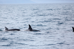 Orcinus orca