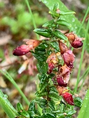 Bossiaea cinerea