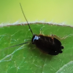 Ectobius sylvestris