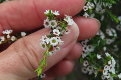 Thryptomene ericaea