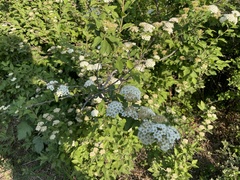 Spiraea ouensanensis