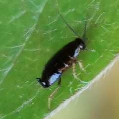 Ectobius sylvestris
