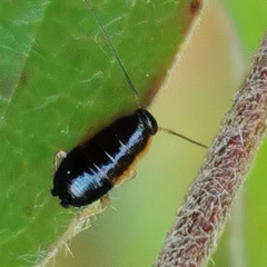 Ectobius sylvestris