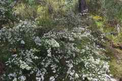 Thryptomene ericaea