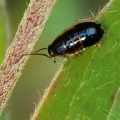 Ectobius sylvestris