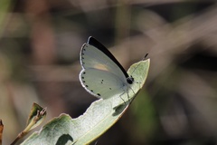 Candalides xanthospilos