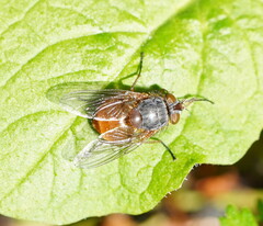 Calliphora nigrithorax