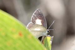 Candalides xanthospilos