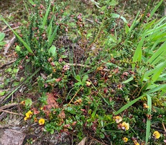 Bossiaea cinerea