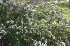 Thryptomene ericaea