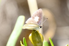 Candalides xanthospilos