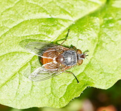Calliphora nigrithorax