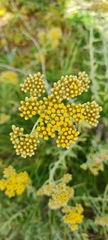 Helichrysum aureonitens