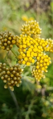 Helichrysum aureonitens