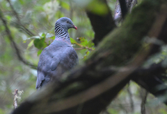 Columba trocaz