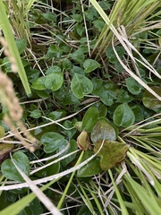 Pontederia vaginalis