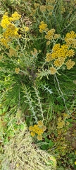 Helichrysum aureonitens