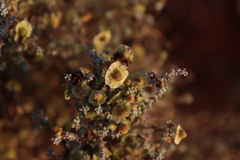 Maireana pyramidata