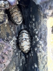 Chitonidae