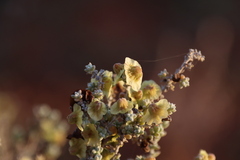 Maireana pyramidata