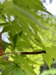 Biston robustum robustum